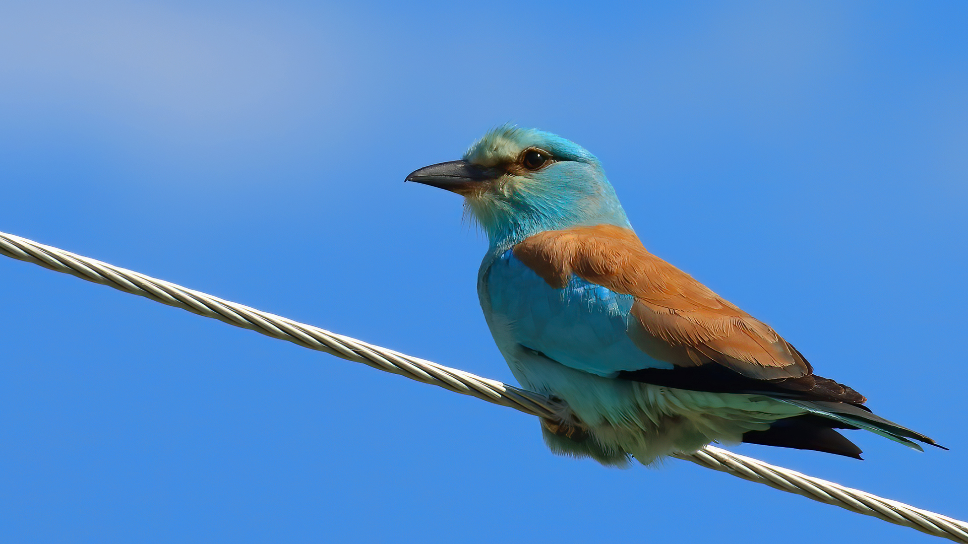 European Roller