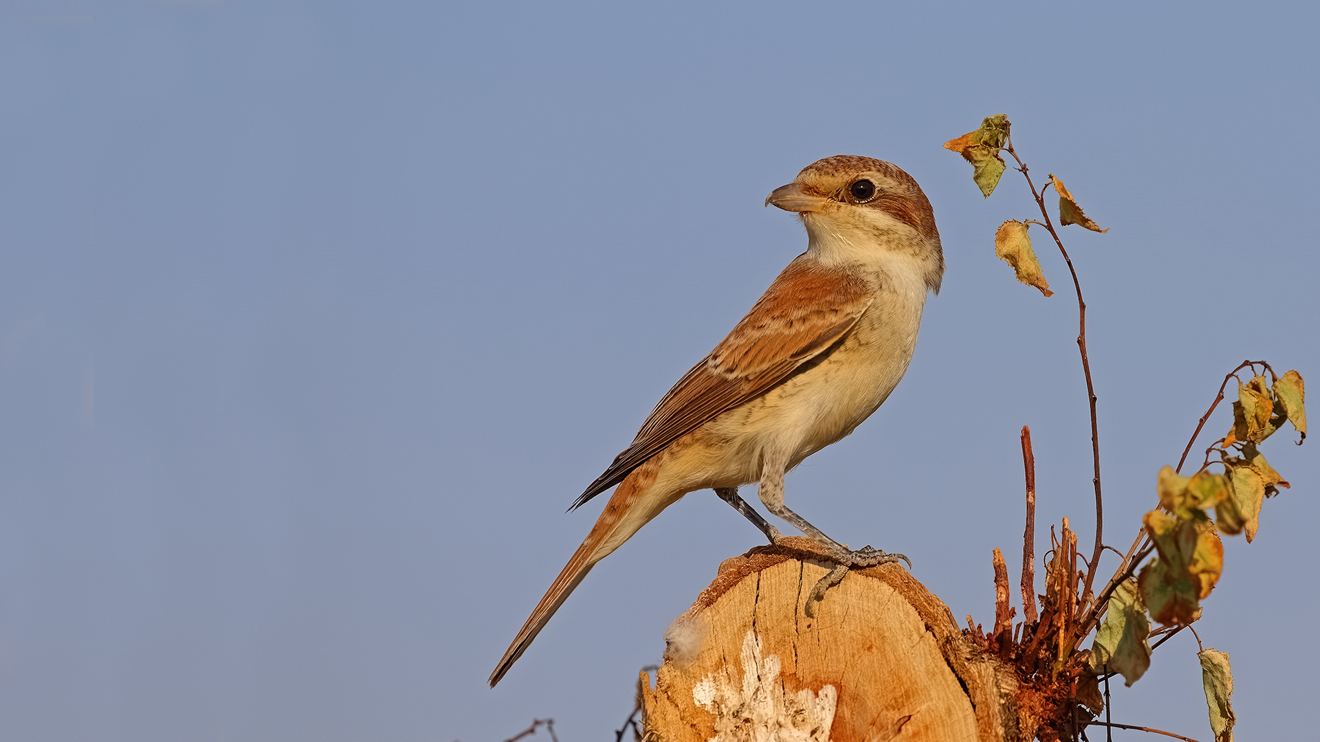 Red-backed Shrike