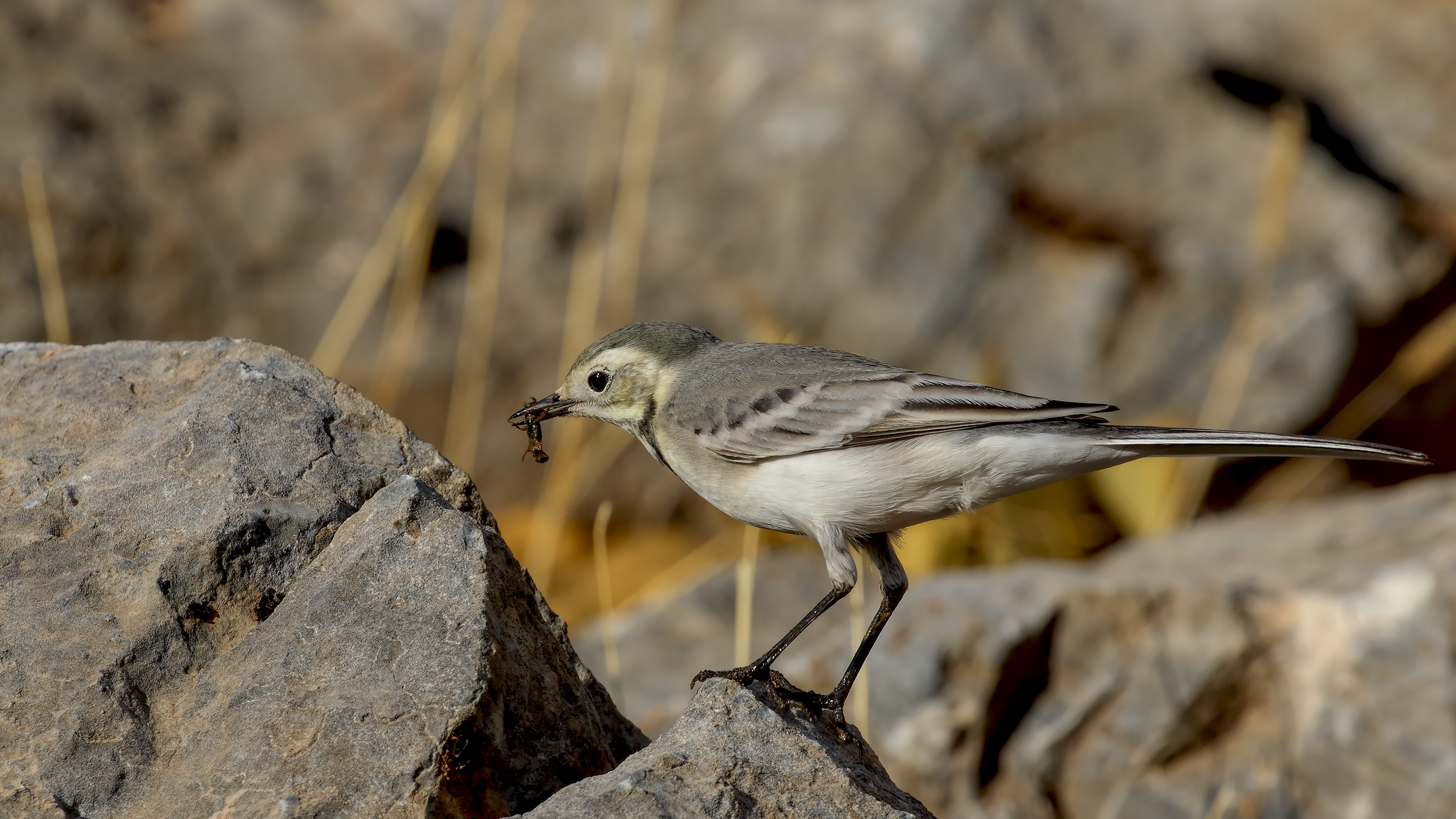 White Wagtail