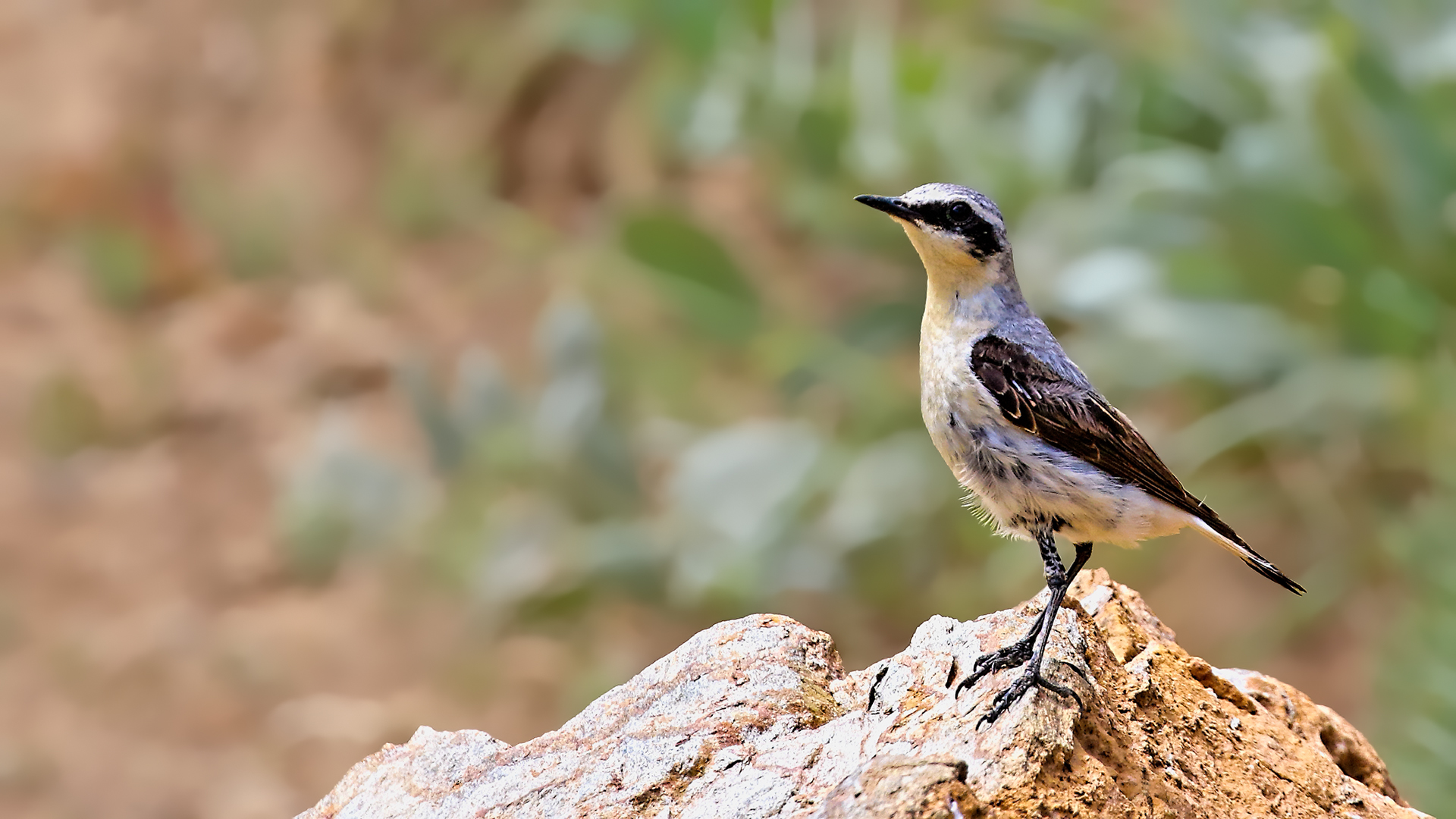 Northern Wheatear — Ana fotoğraf