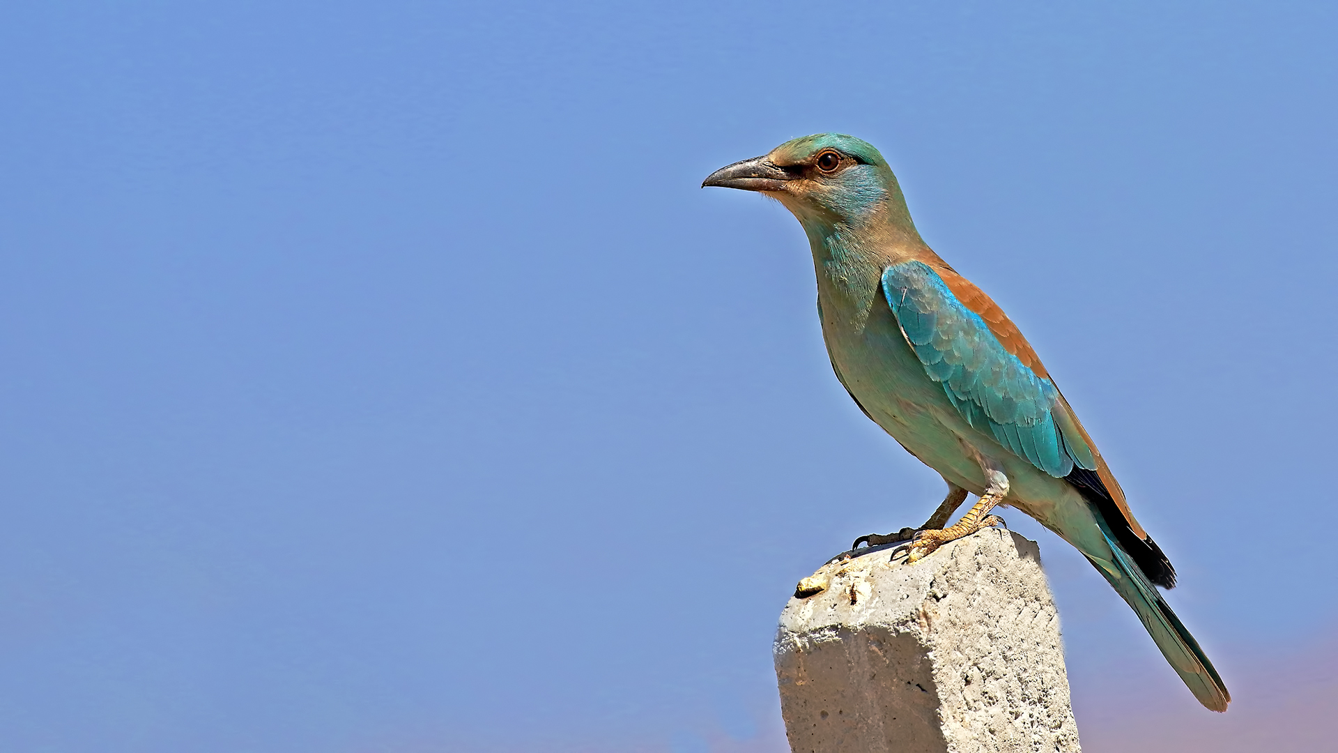 European Roller