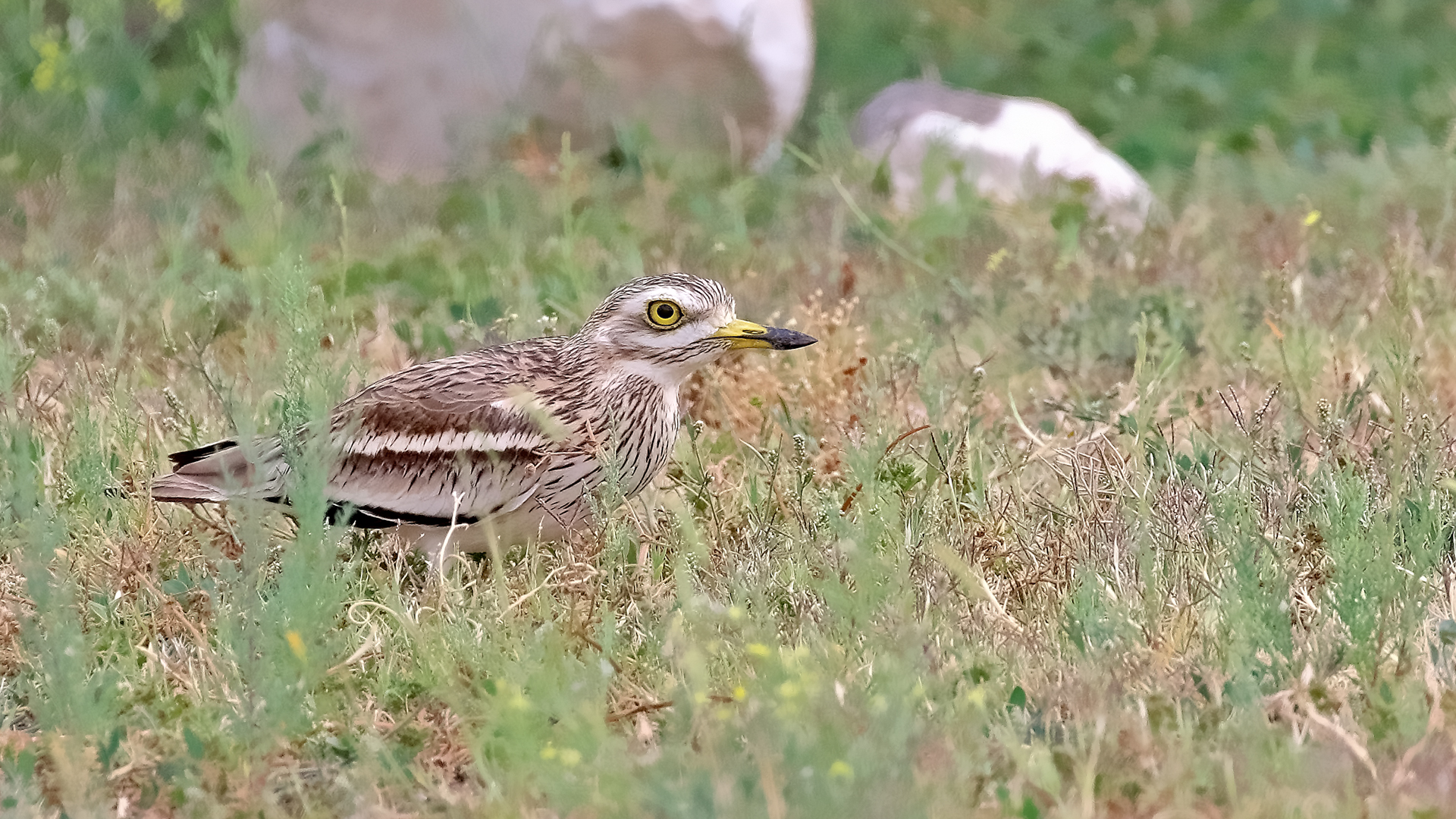 Eurasian Thick-knee — Ana fotoğraf