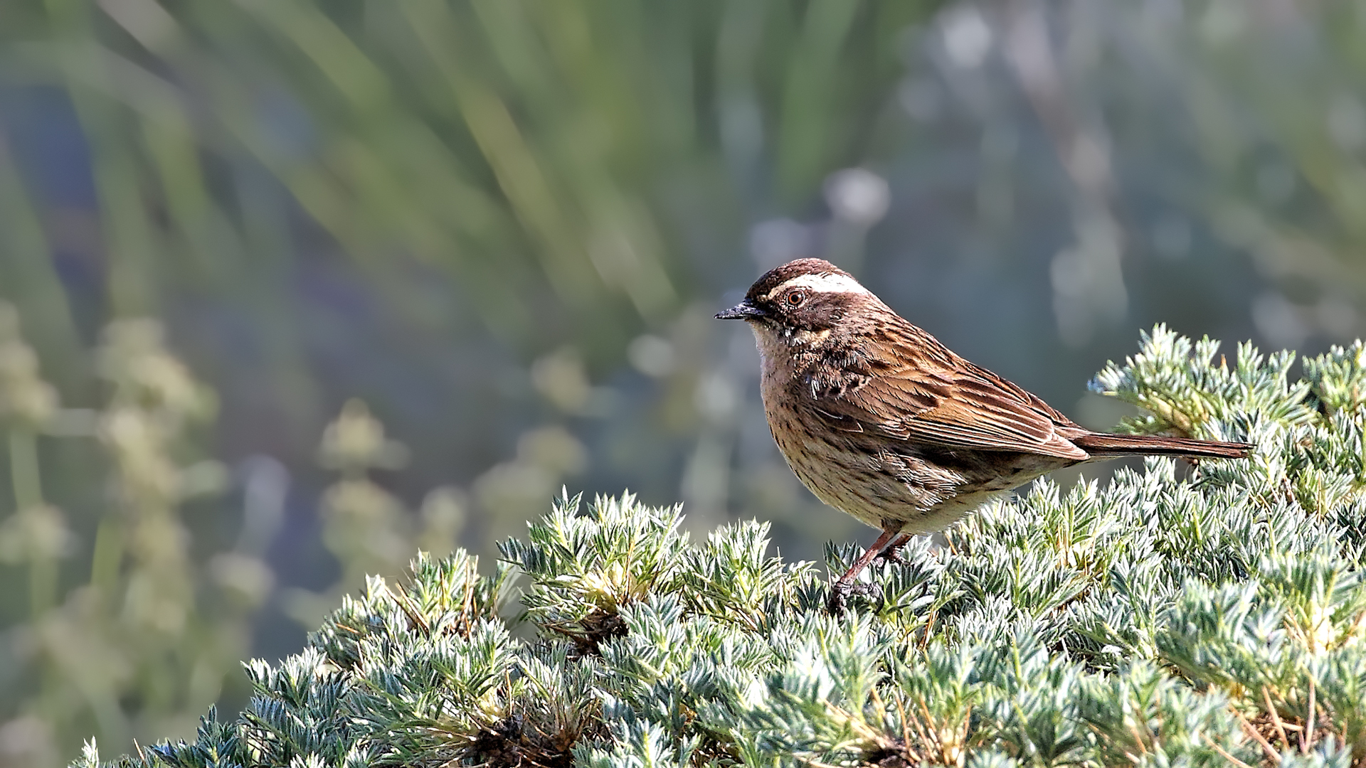 Radde's Accentor