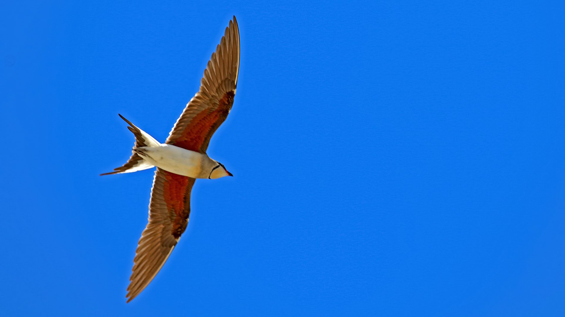 Collared Pratincole