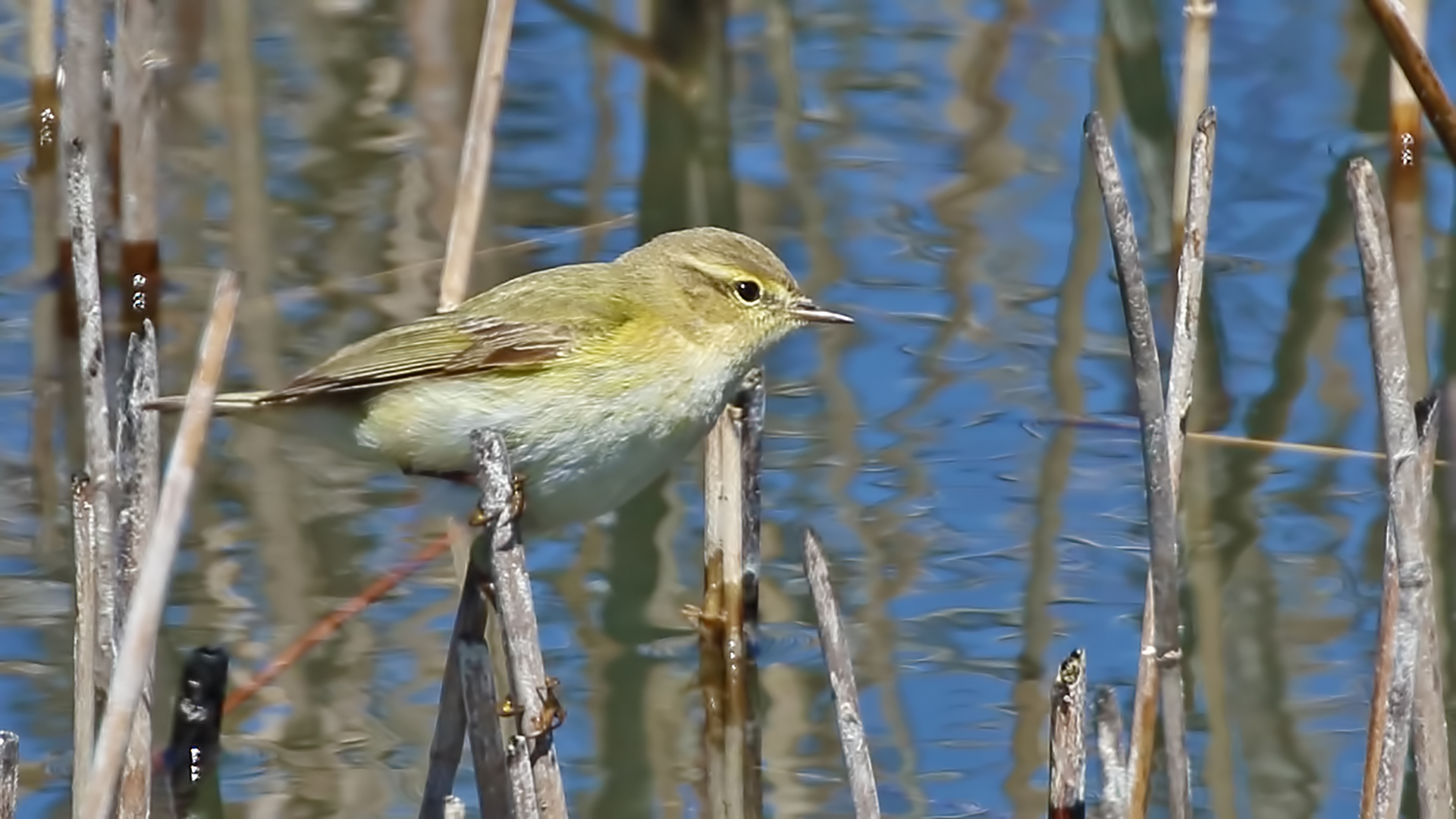 Common Chiffchaff