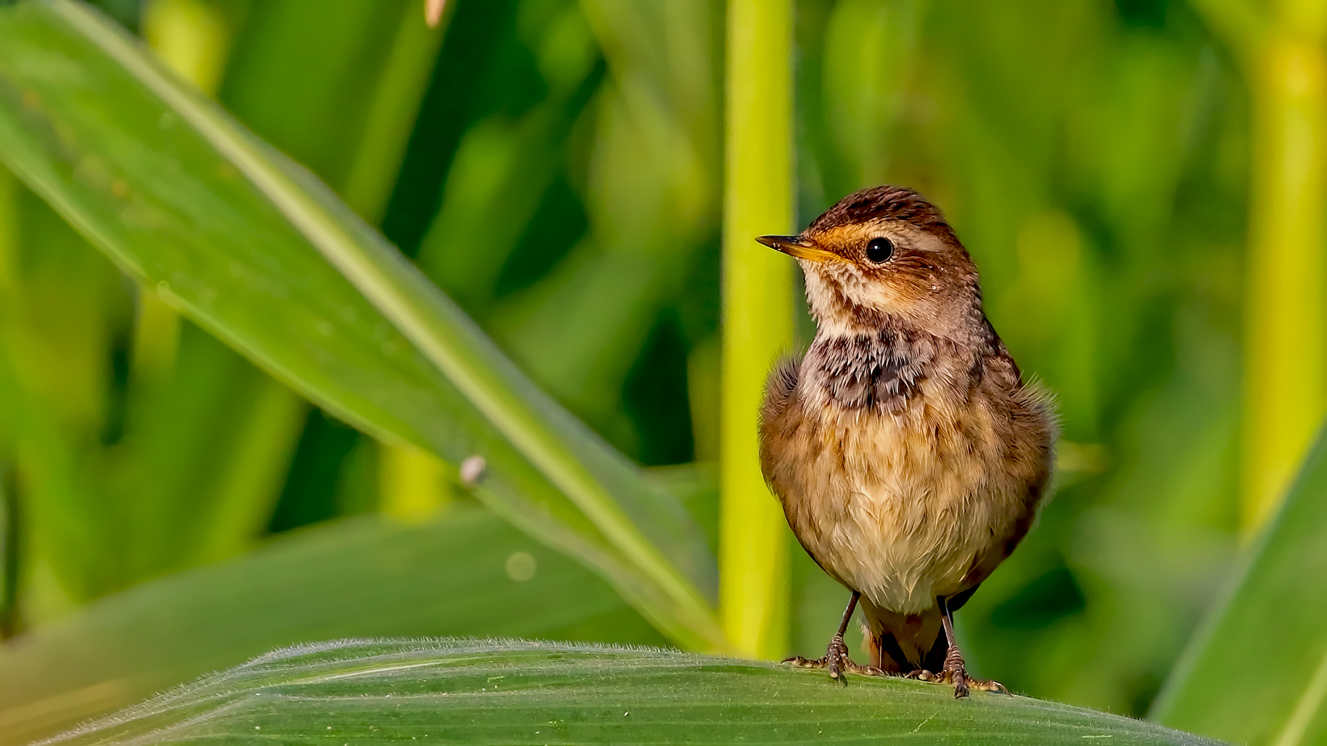 Bluethroat