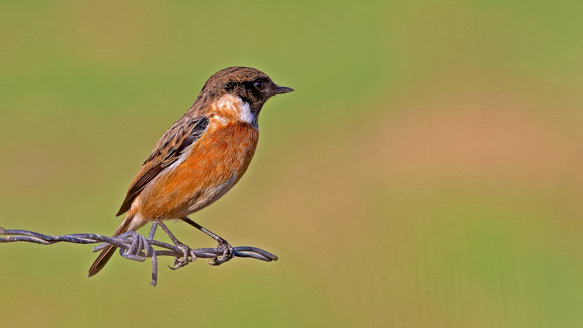 European Stonechat