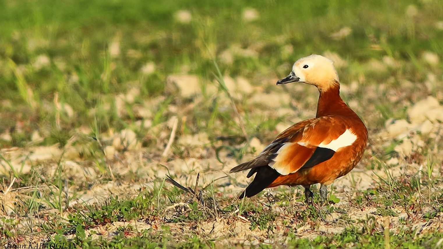 Ruddy Shelduck