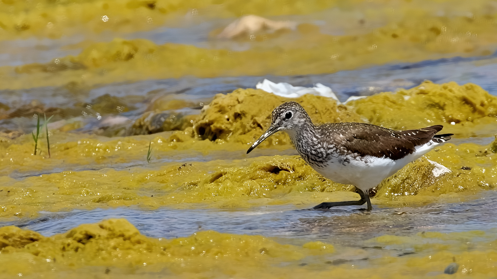 Common Sandpiper