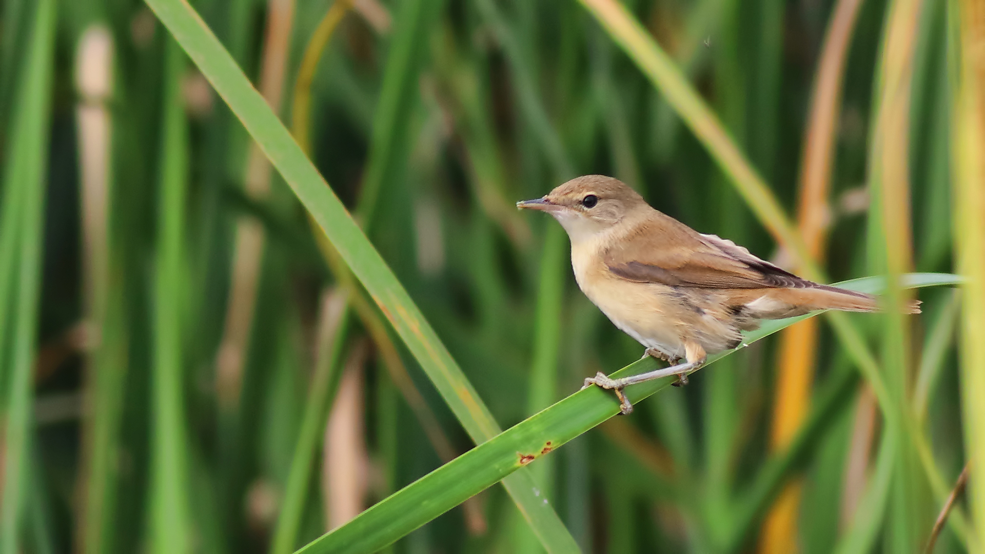 Eurasian Reed Warbler
