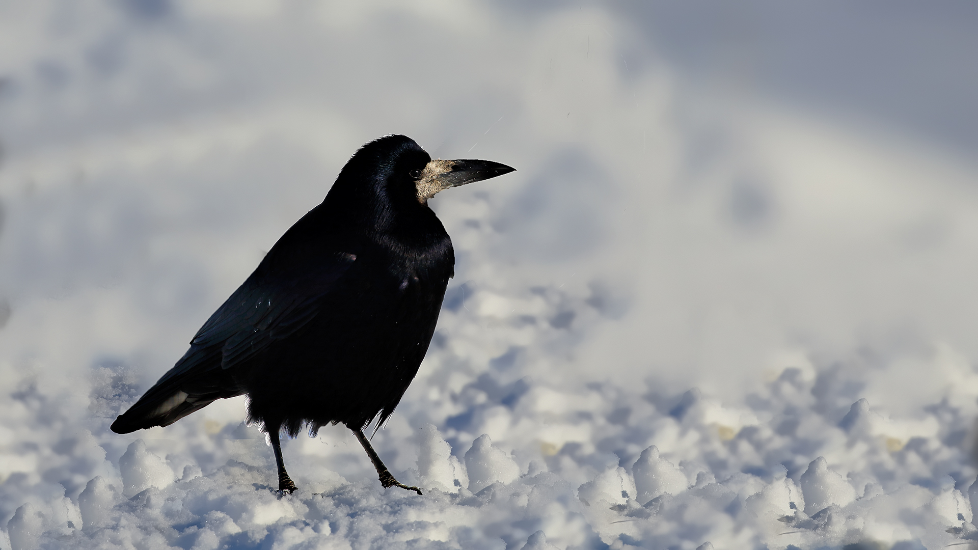 Rook — Ana fotoğraf