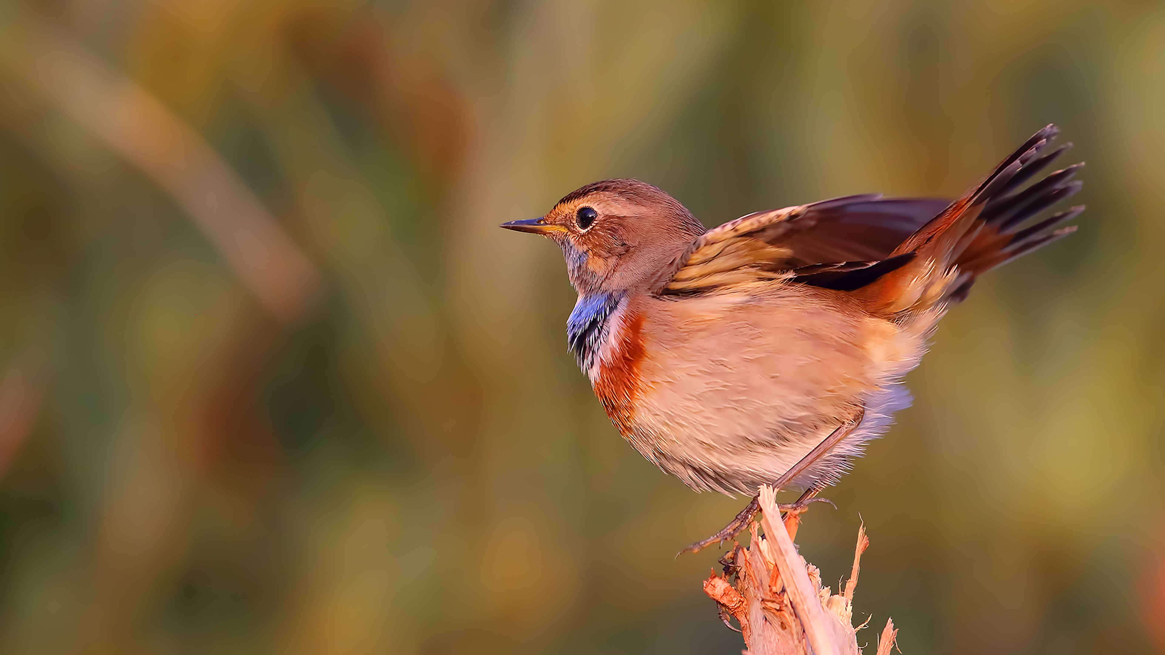 Bluethroat — Ana fotoğraf