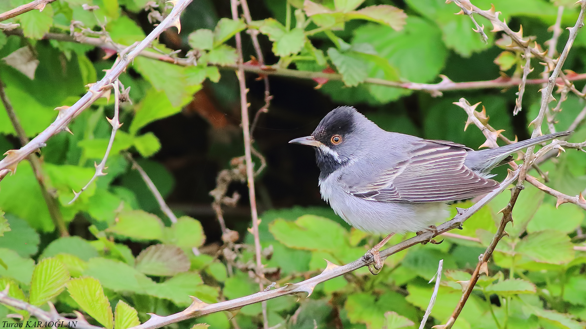 Rüppell's Warbler