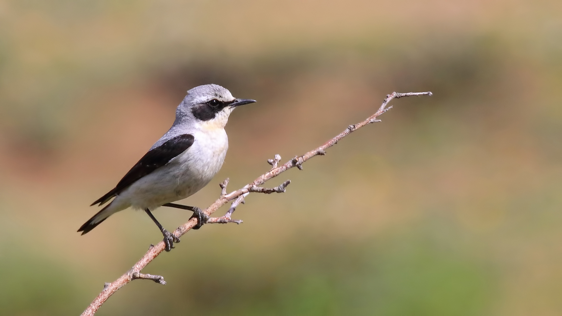 Northern Wheatear
