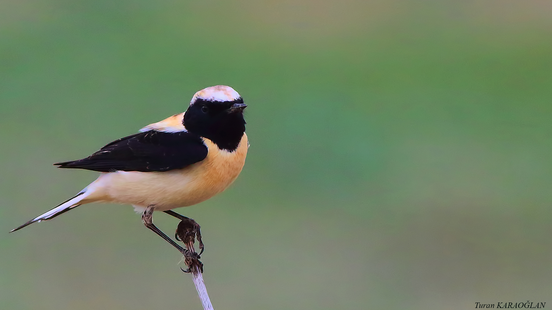 Black-eared Wheatear