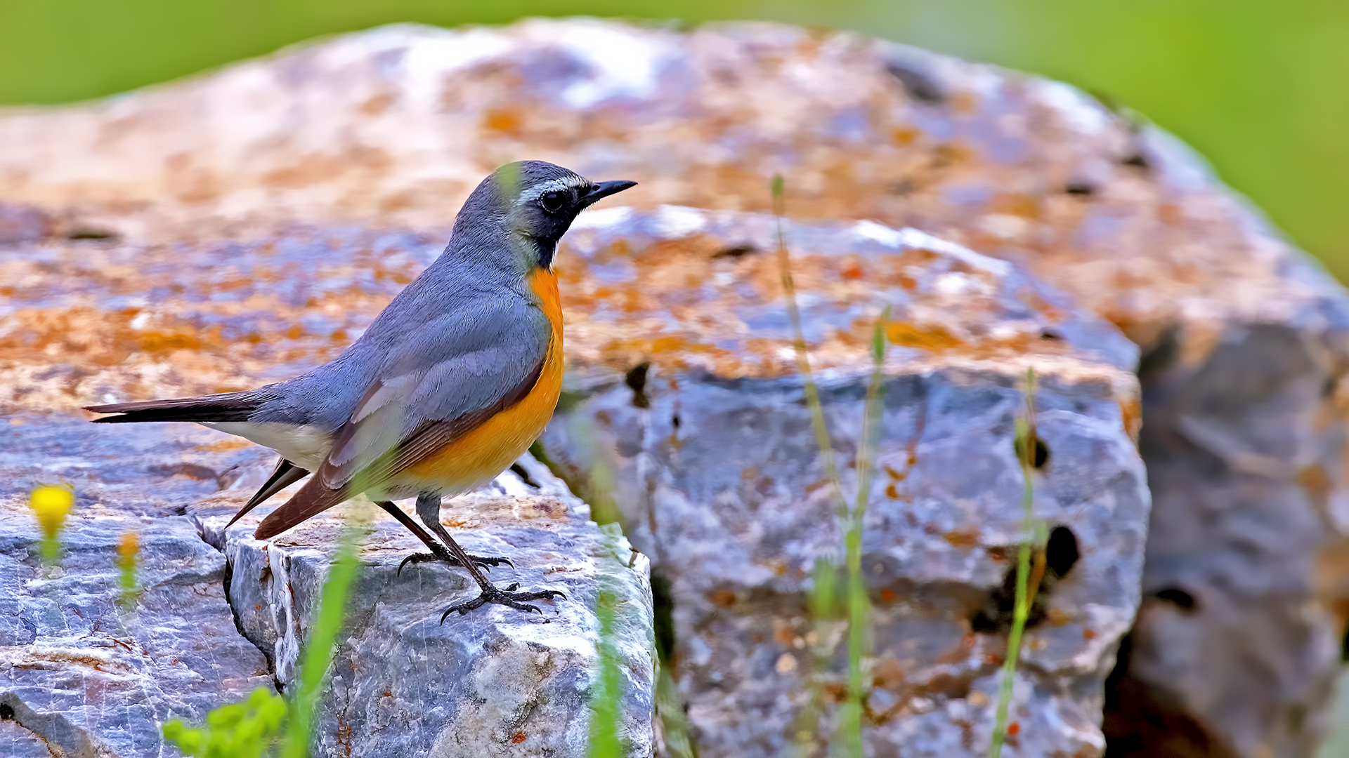White-throated Robin