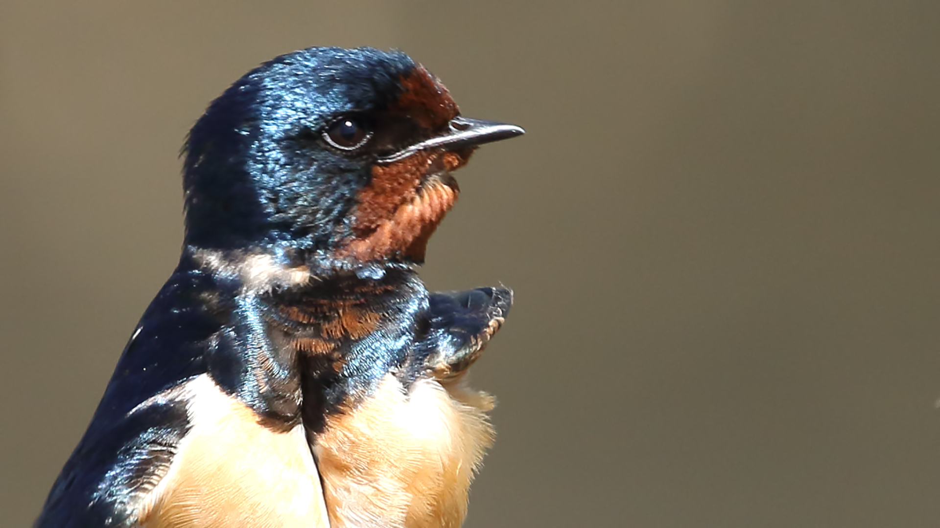 Barn Swallow