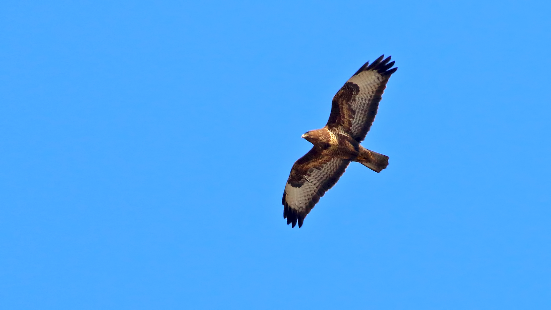 Common Buzzard — Ana fotoğraf