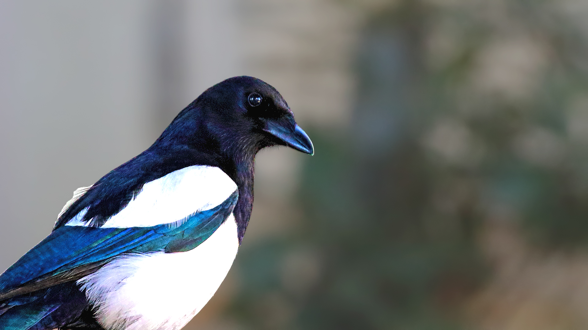 Eurasian Magpie