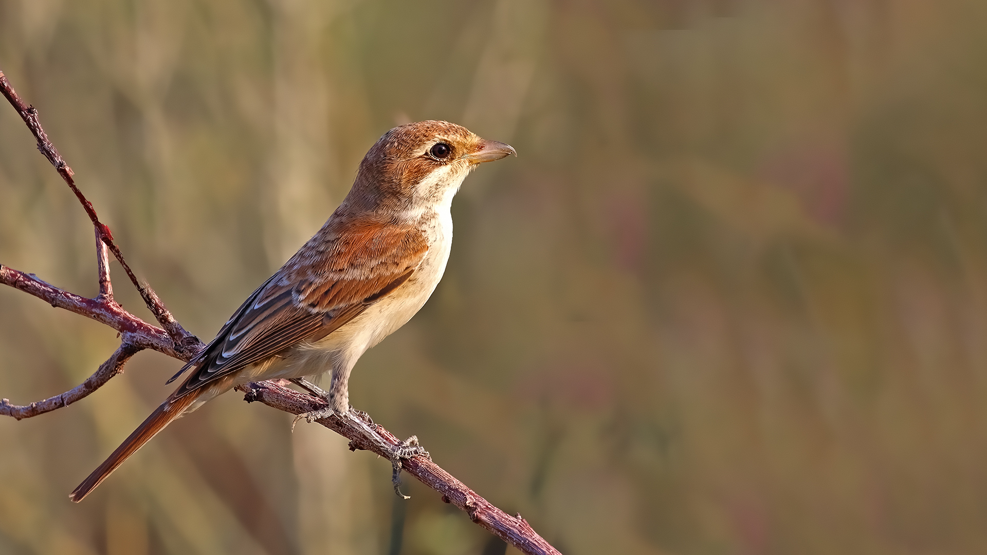 Red-backed Shrike