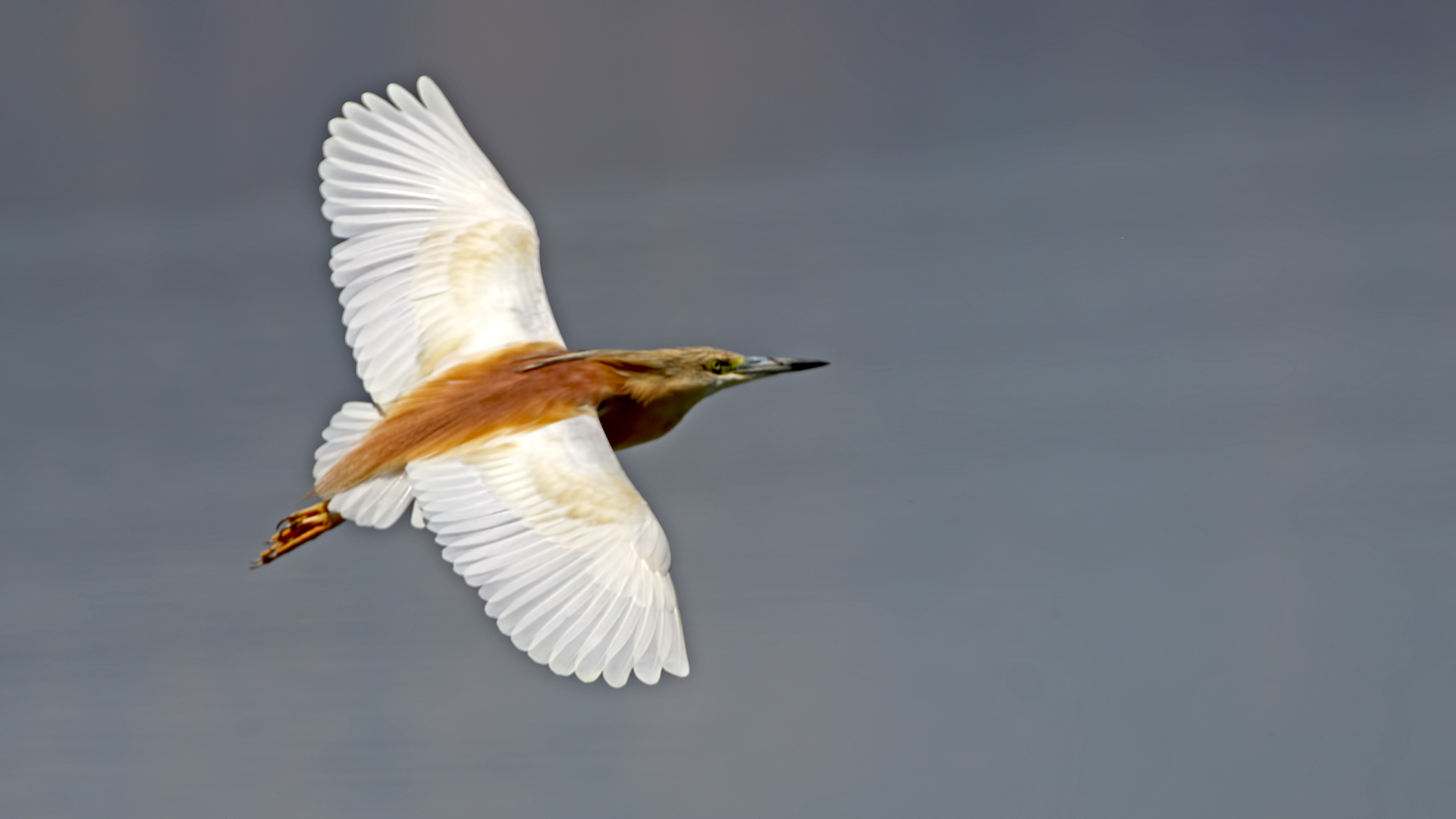 Squacco Heron