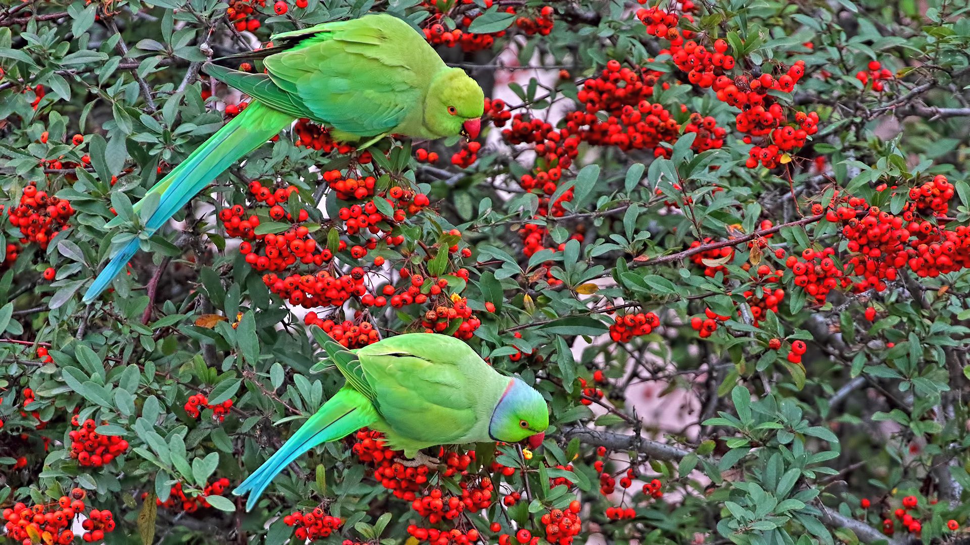 Rose-ringed Parakeet — Ana fotoğraf