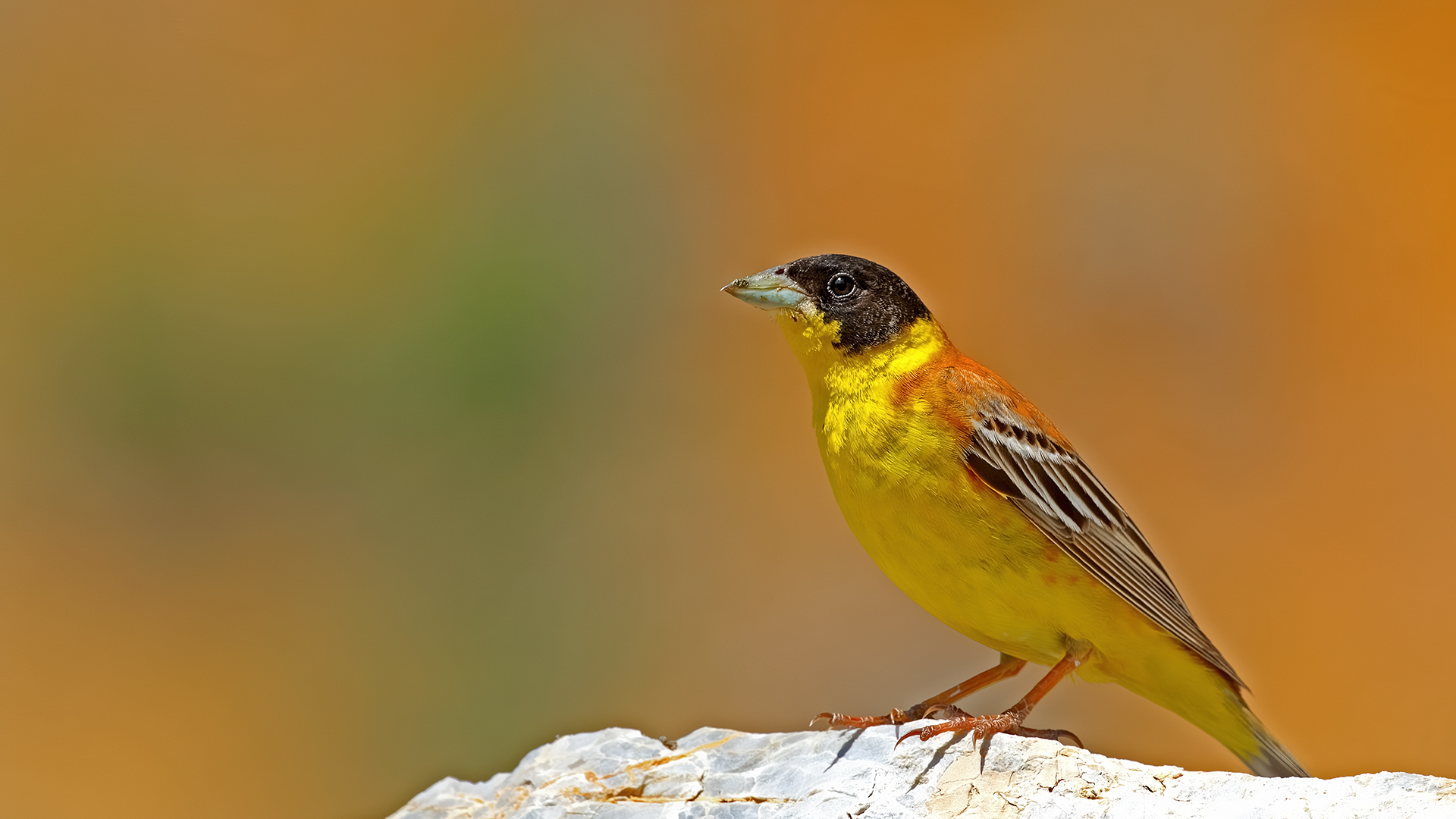 Black-headed Bunting