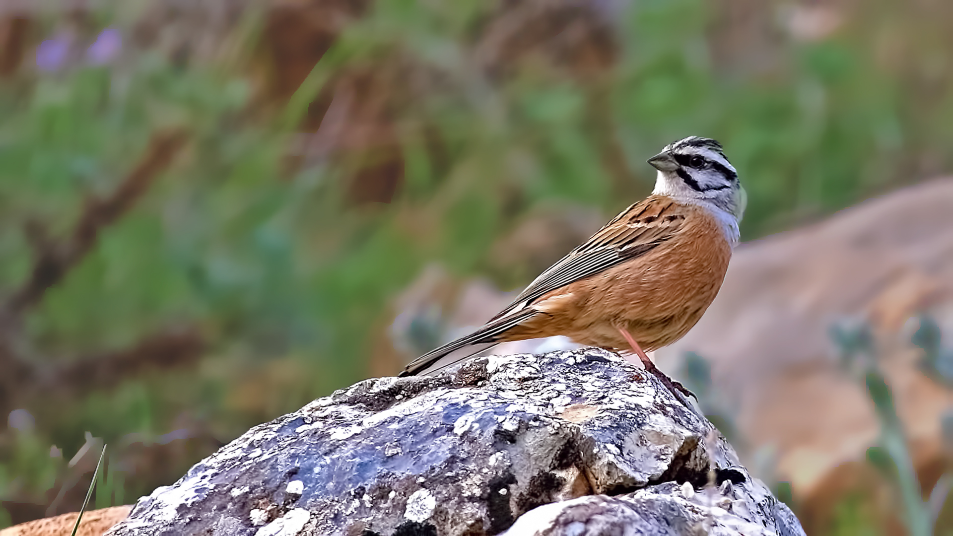 Rock Bunting