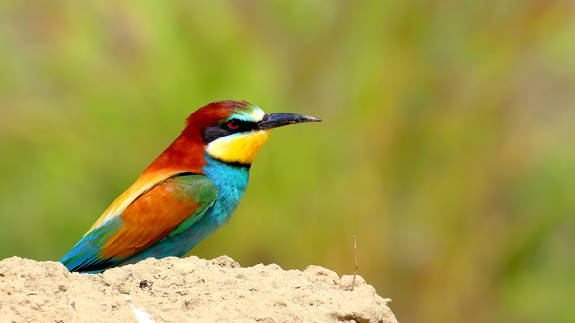 European Bee-eater — Ana fotoğraf