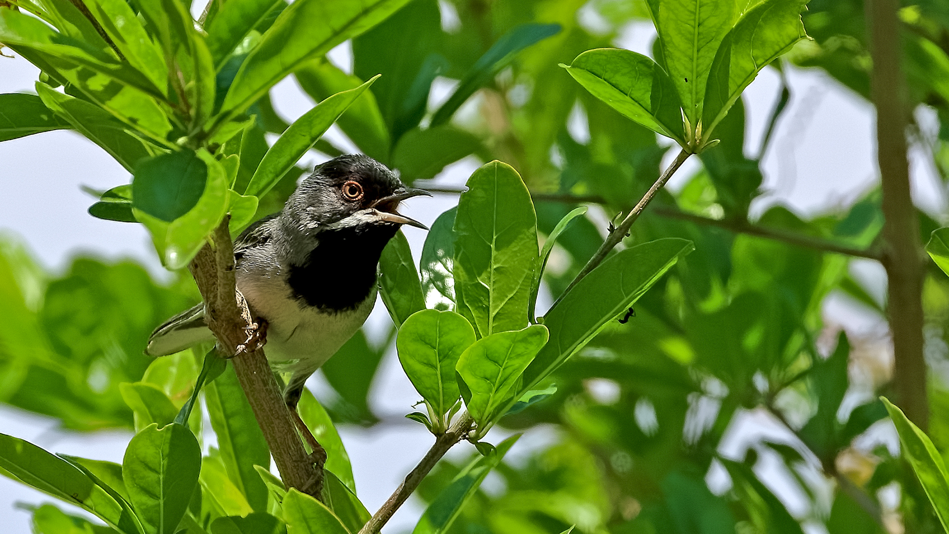 Rüppell's Warbler — Ana fotoğraf