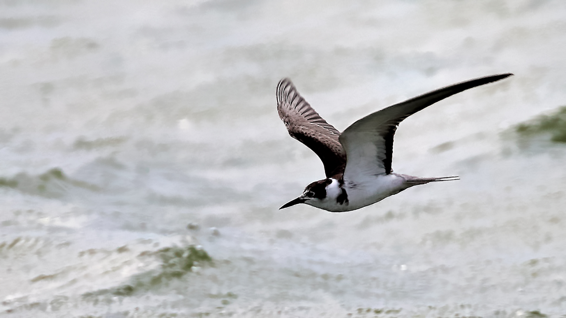 Black Tern — Ana fotoğraf