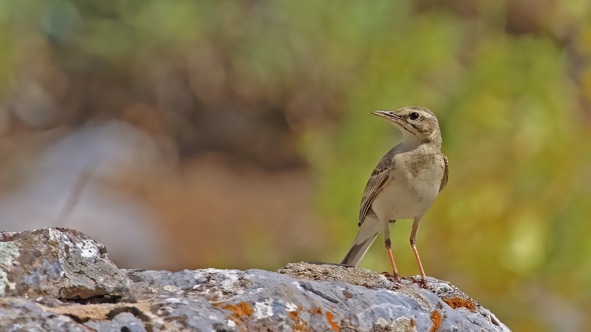 Tawny Pipit — Ana fotoğraf