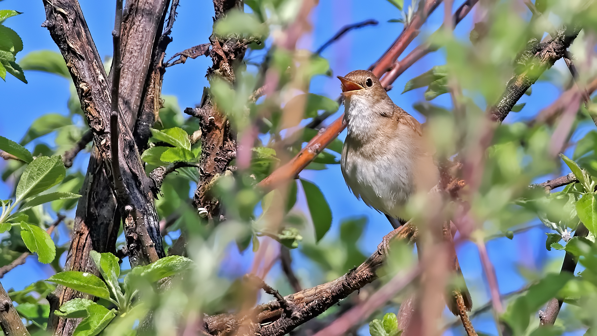 Common Nightingale — Ana fotoğraf
