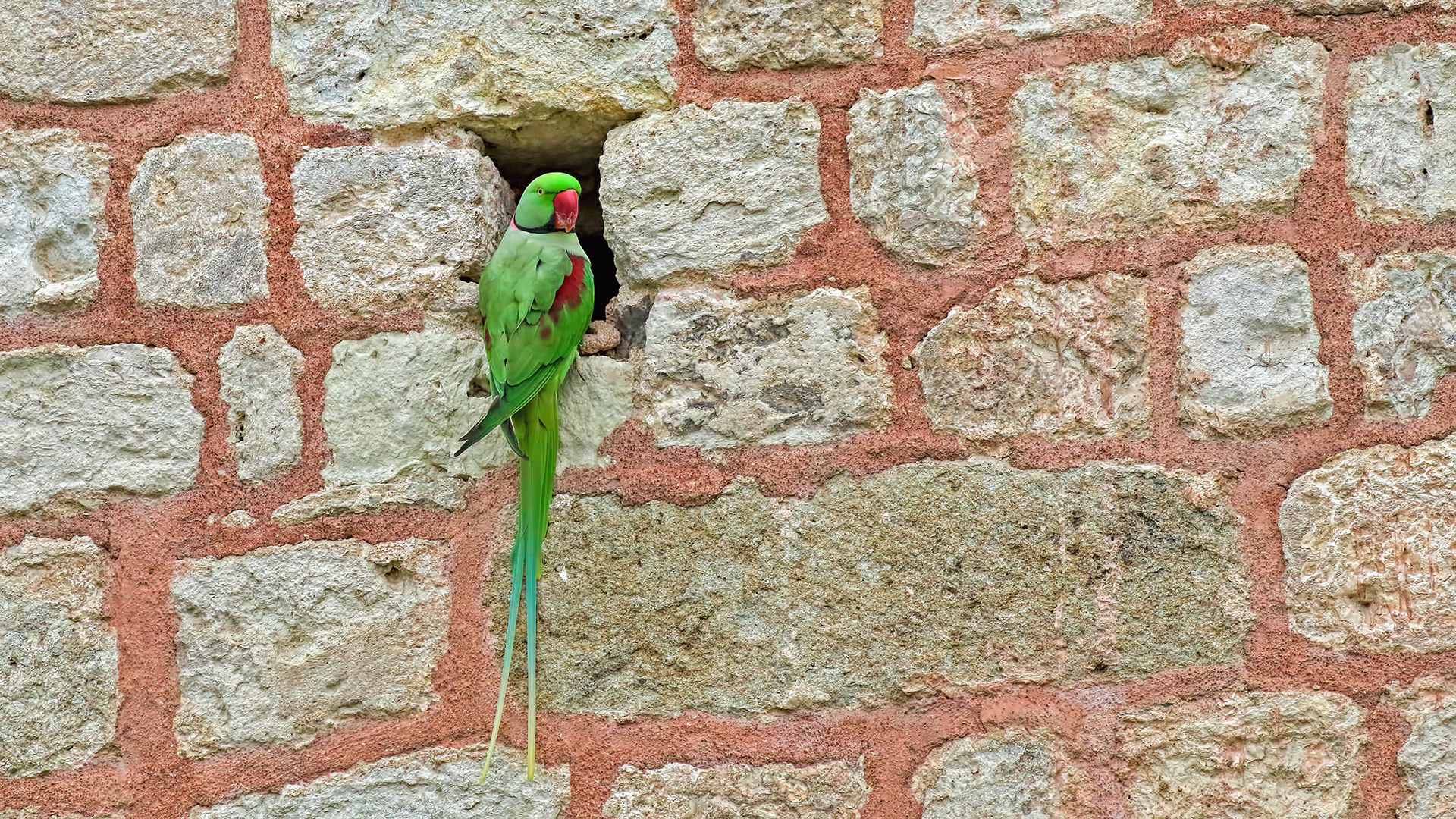 Alexandrine Parakeet