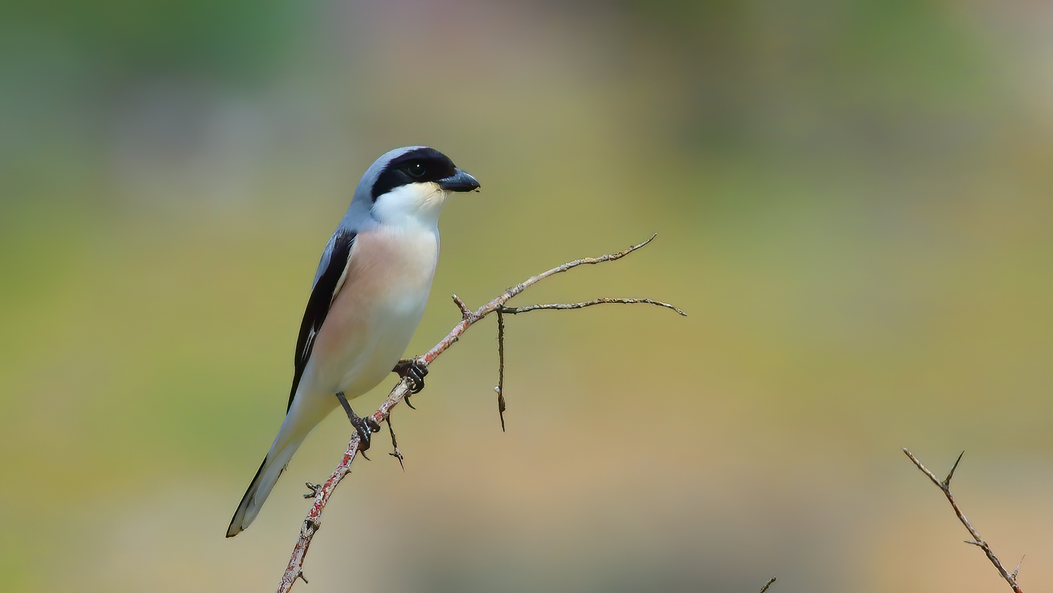 Lesser Gray Shrike
