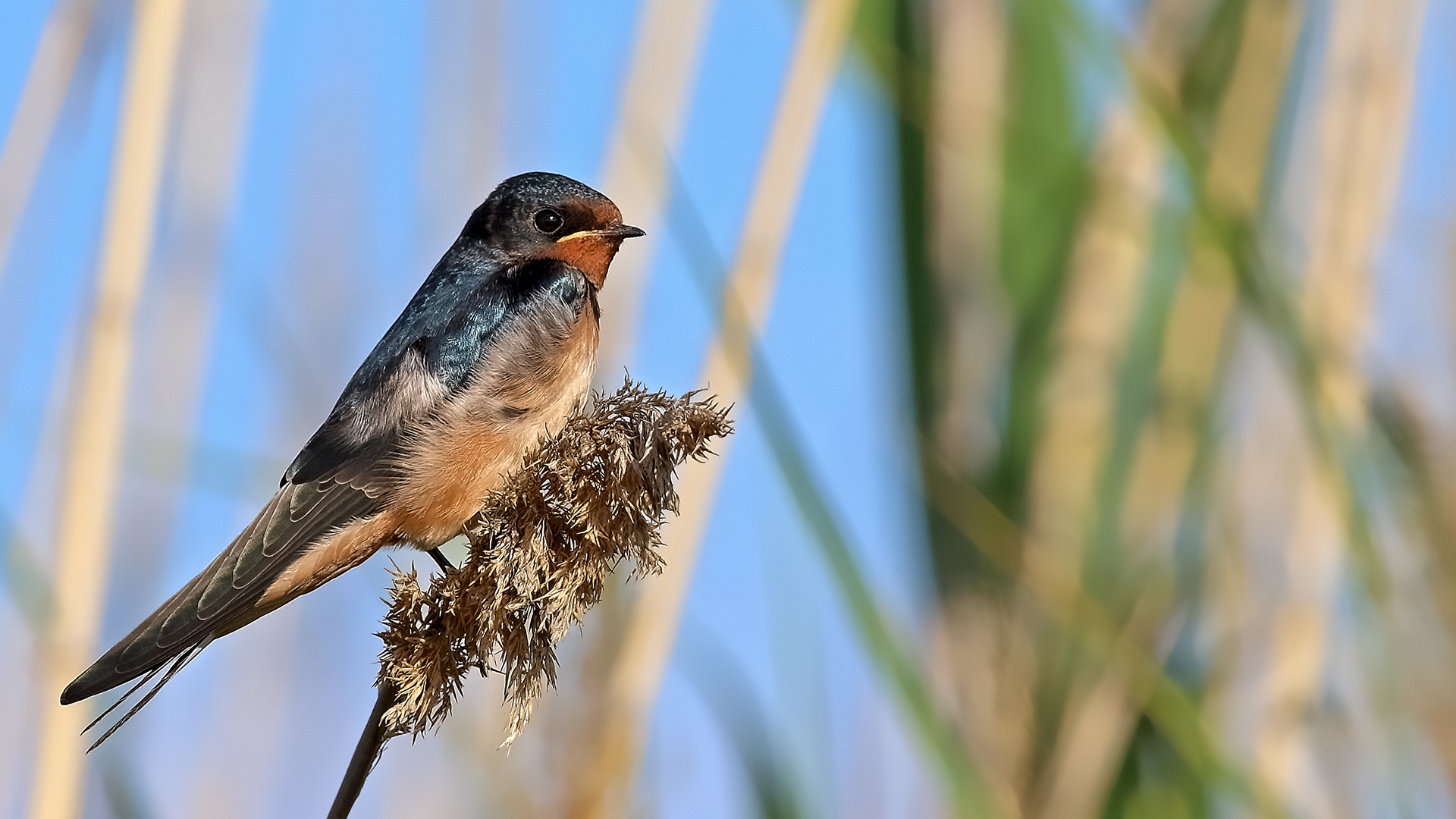 Barn Swallow