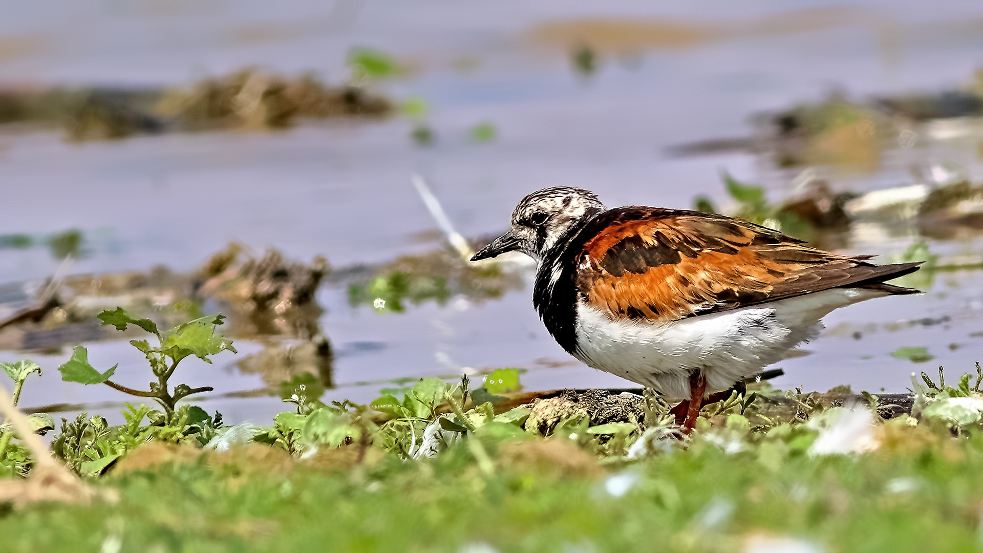 Ruddy Turnstone