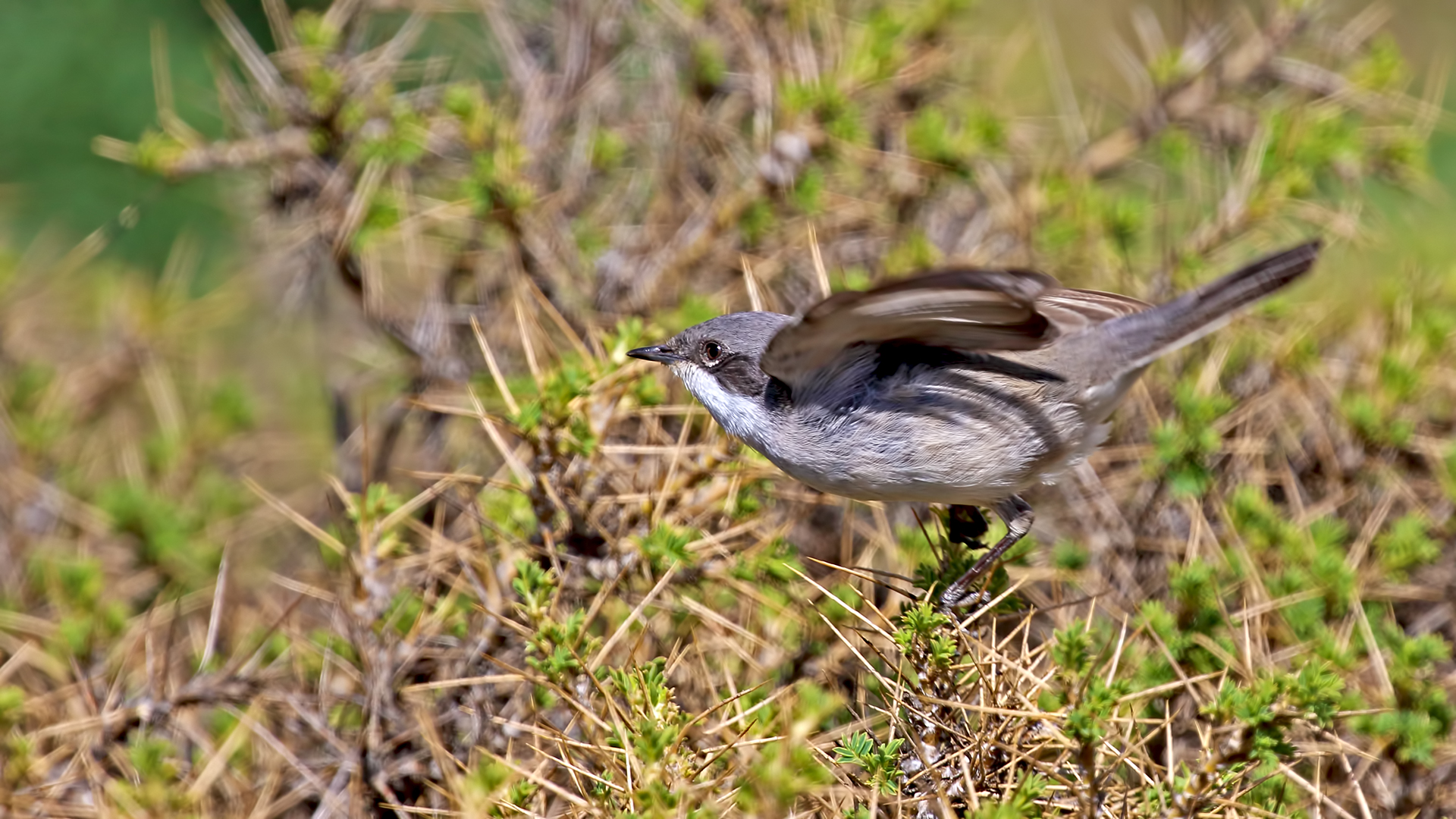 Lesser Whitethroat