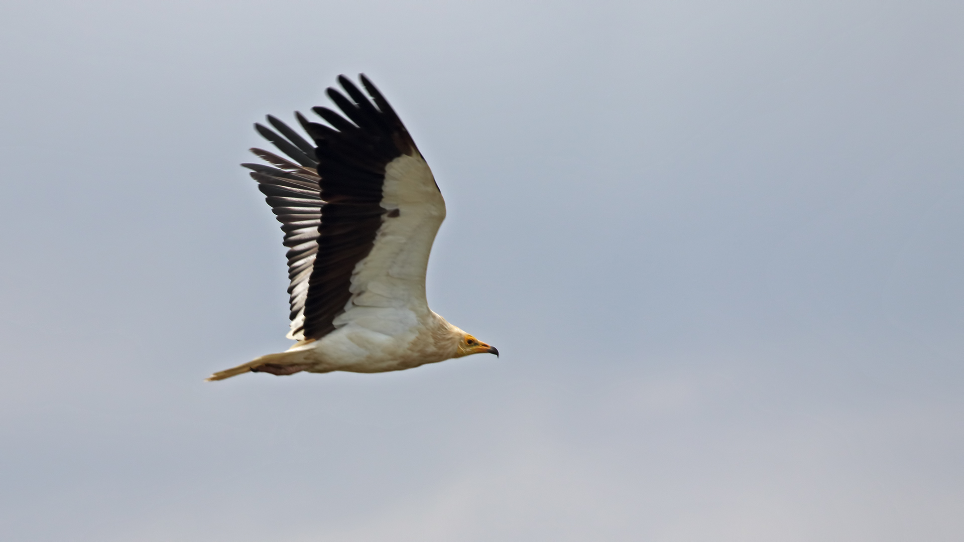 Egyptian Vulture