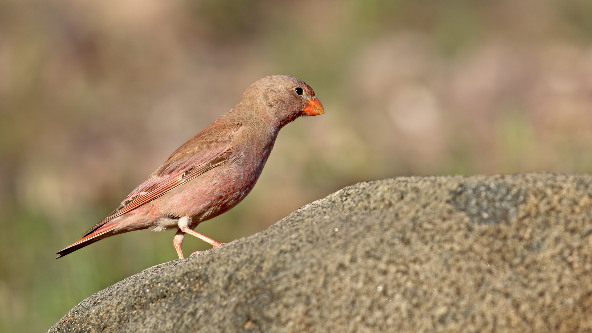 Trumpeter Finch — Ana fotoğraf