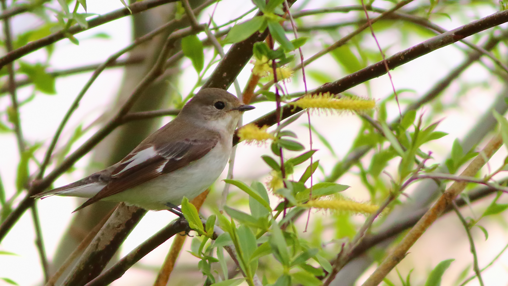 European Pied Flycatcher