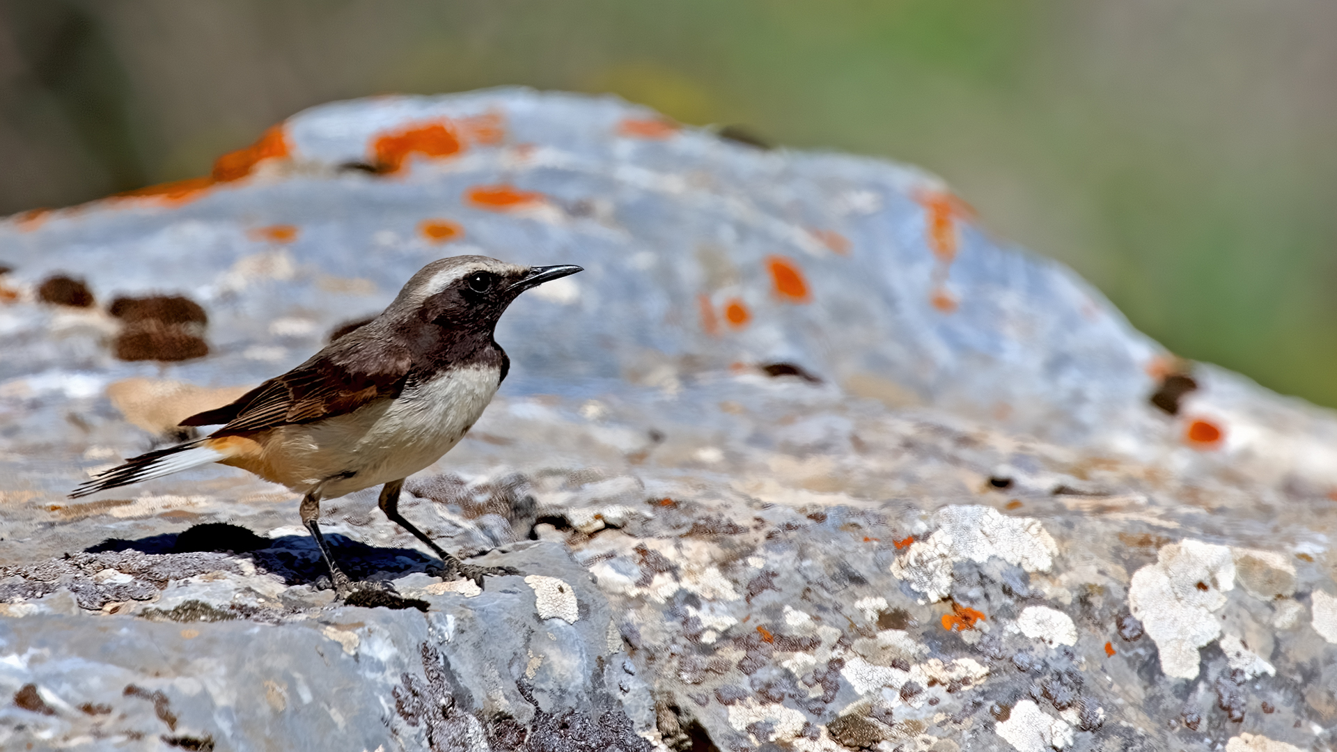 Kurdish Wheatear