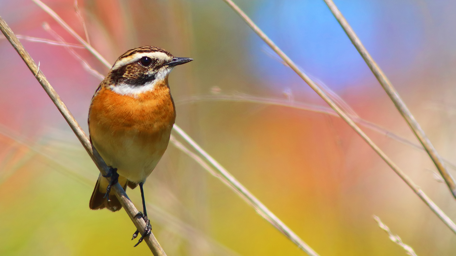 Whinchat