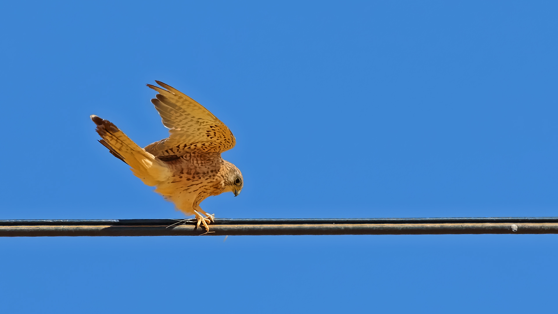 Lesser Kestrel