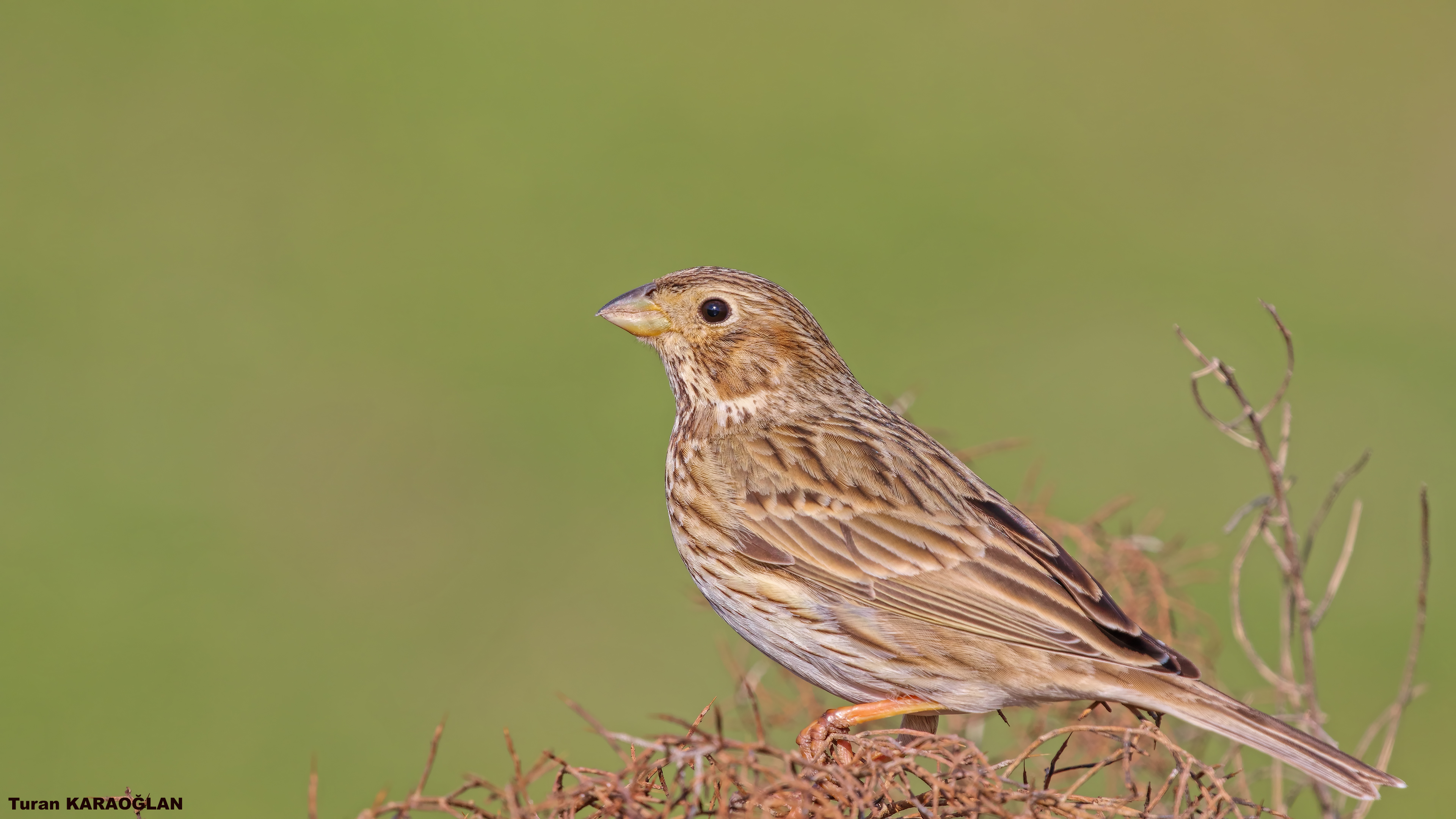 Corn Bunting