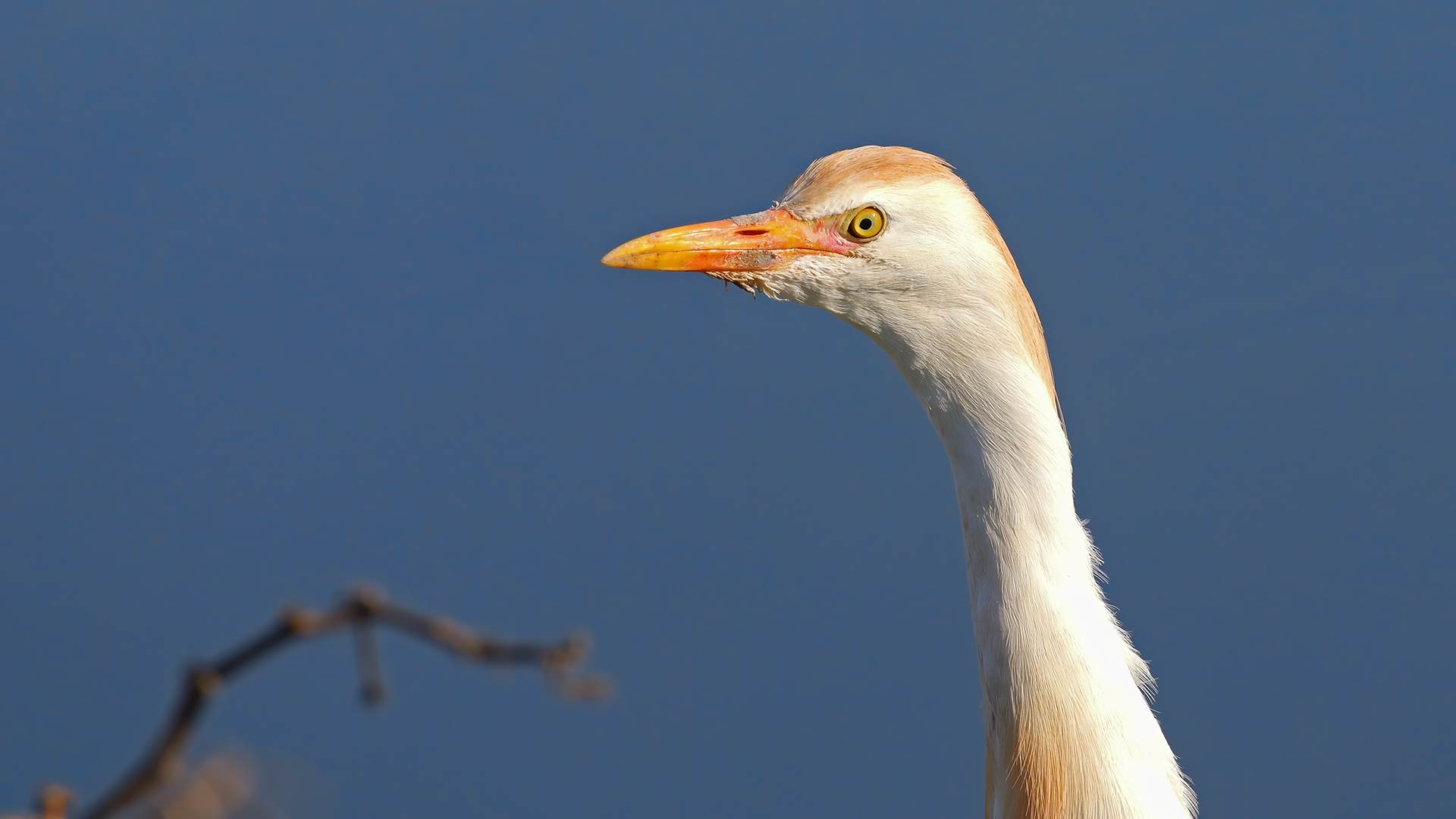 Cattle Egret