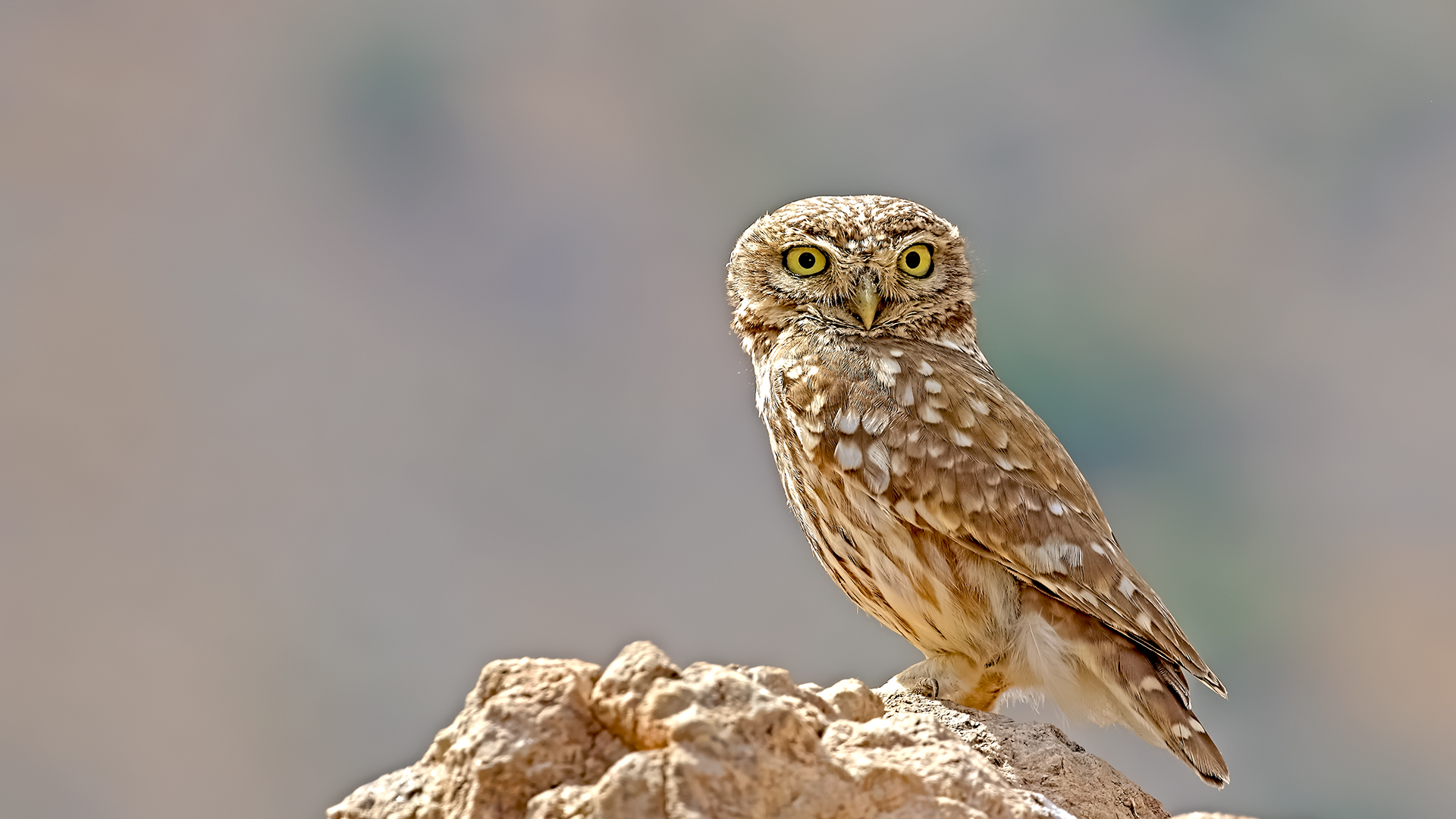 Little Owl