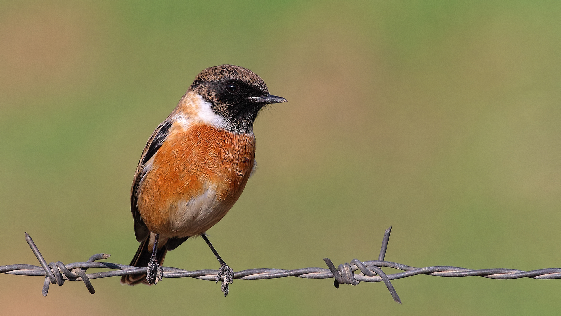 European Stonechat