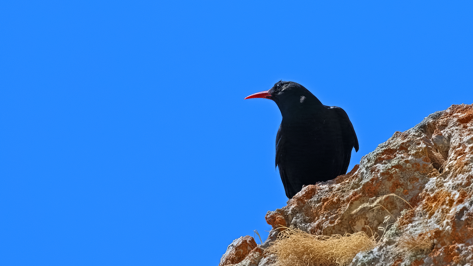 Red-billed Chough