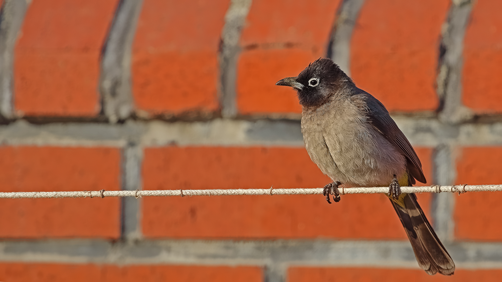 White-spectacled Bulbul